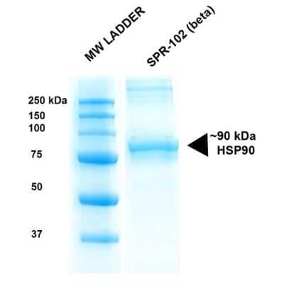 SDS-PAGE Recombinant Human HSP90 beta Protein